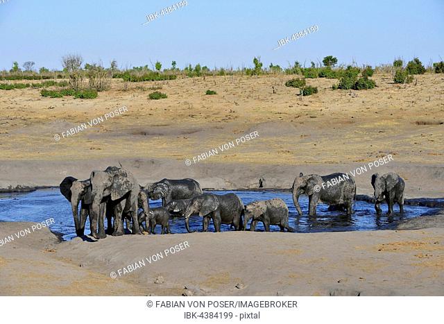 African bush elephants (Loxodonta africana), herd at Somalisa watering hole, Hwange National Park, Matabeleland North, Zimbabwe