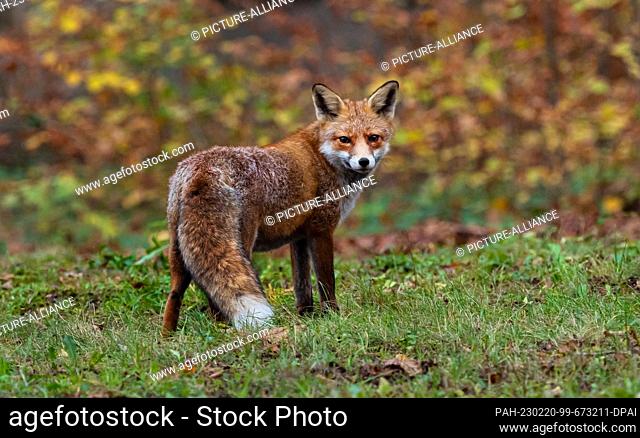 31 October 2022, Berlin: 31.10.2022, Berlin. A fox (Vulpes vulpes), a female animal, stands in front of colorful leaves on a meadow in the Botanical Garden on...
