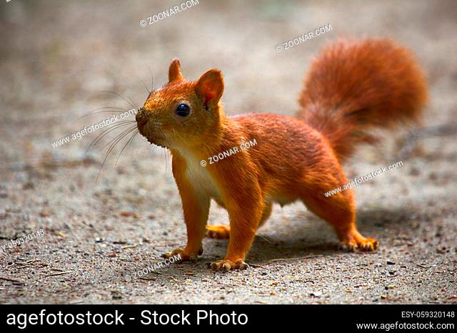 Wild squirrel in park. Muzzle of animal in sand as it dug insect larvae. Summer outfit of beast