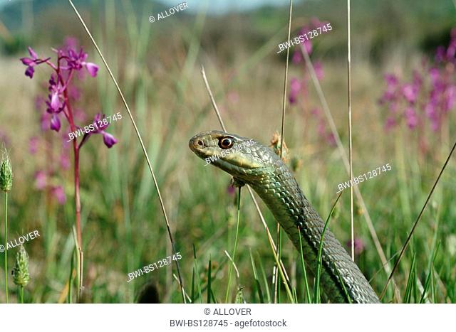Montpellier snake (Malpolon monspessulanus), portrait
