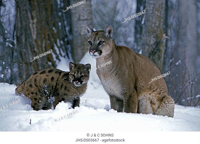Mountain Lion, Felis concolor, Montana, USA, adult female with young in snow in winter