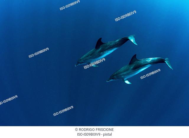 Pair of atlantic spotted dolphins (stenella frontalis) swimming in ocean, Isla Mujeres, Mexico