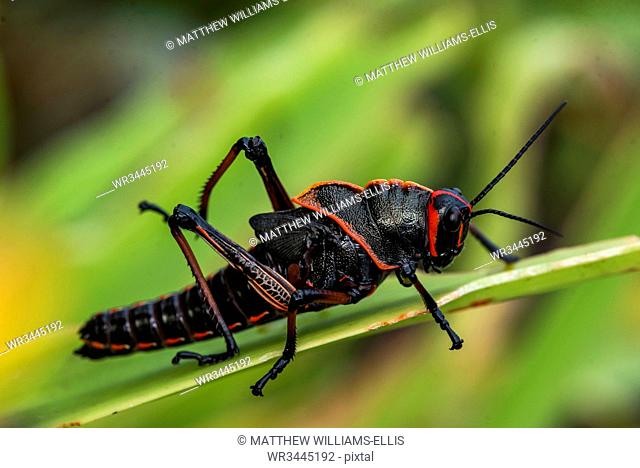 Lubber Grasshopper (Romalea guttata), Tortuguero National Park, Limon Province, Costa Rica, Central America