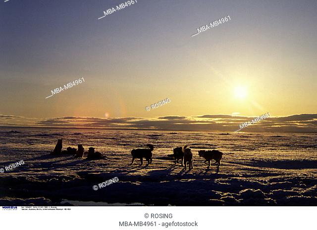 Canada, Arctic, Sled dogs, Ice