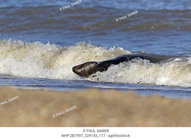Grey Seal (Halichoerus grypus) adult, swimming in shallows, Horsey, Norfolk, England, December