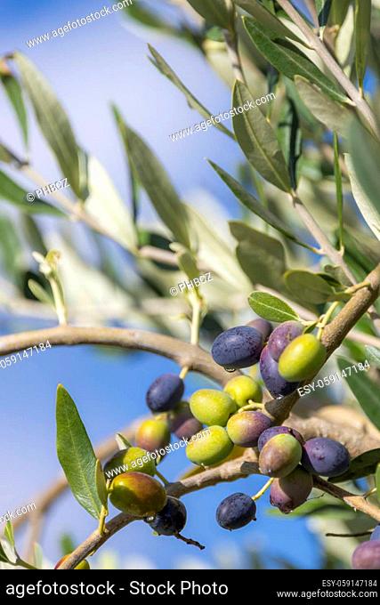 Tuscan olive tree, olives in various stages of ripening, soft focus background