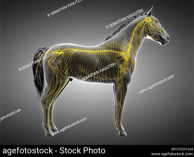 Horse nervous system, computer illustration