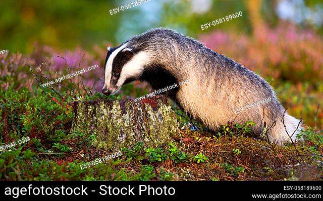 European badger, meles meles, standing on a stump and sniffing with snout in summer at sunrise. Wild animal searching for food on the ground in forest
