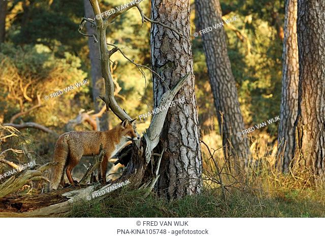 Fox Vulpes vulpes - National Park De Hoge Veluwe, Guelders, The Netherlands, Holland, Europe