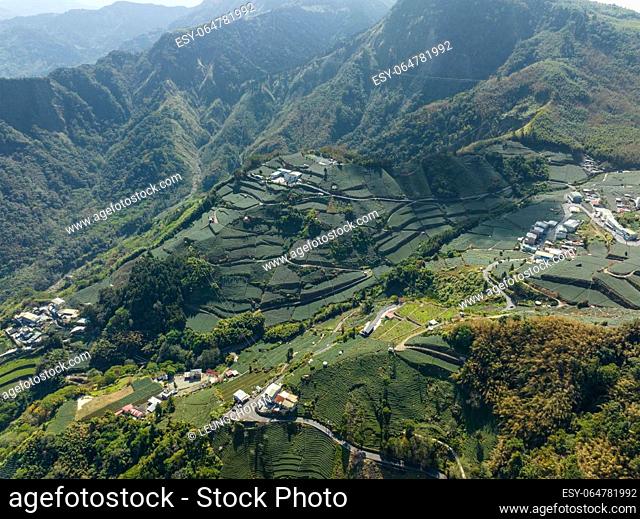 Aerial view of the field on mountain in Shizhuo Trails at Alishan of Taiwan