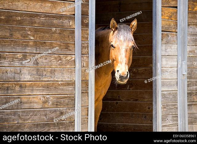 A chestnut colored horse stands at the doorway of a barn in Hayden, Idaho