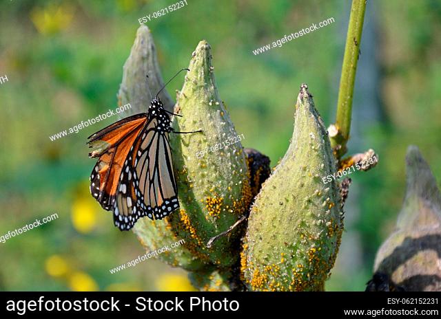 butteryfly insect with wings on green plant pollinating in nature