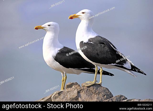 Kelp Gull (Larus dominicanus), adult couple on rock, Stony Point, Betty's Bay, Western Cape, South Africa, Africa
