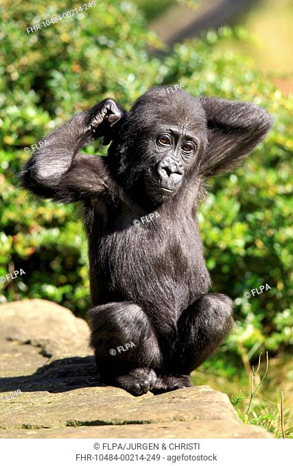 Western Lowland Gorilla (Gorilla gorilla gorilla) young, sitting on rock (captive)