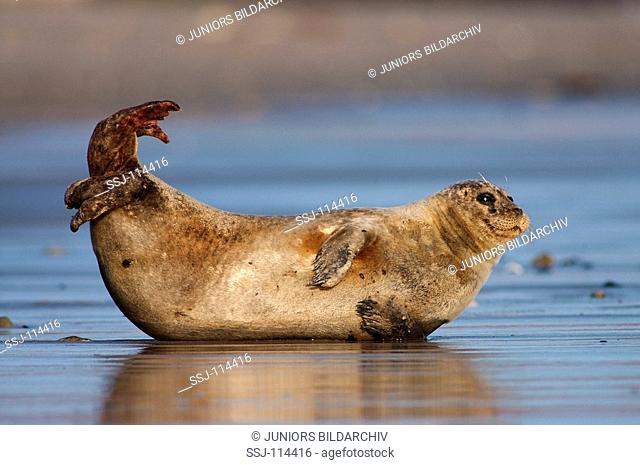 harbor seal / common seal - lying - lateral / Phoca vitulina