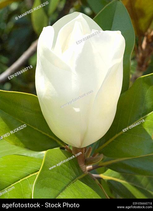 Magnolieknospe, Magnolia grandiflora