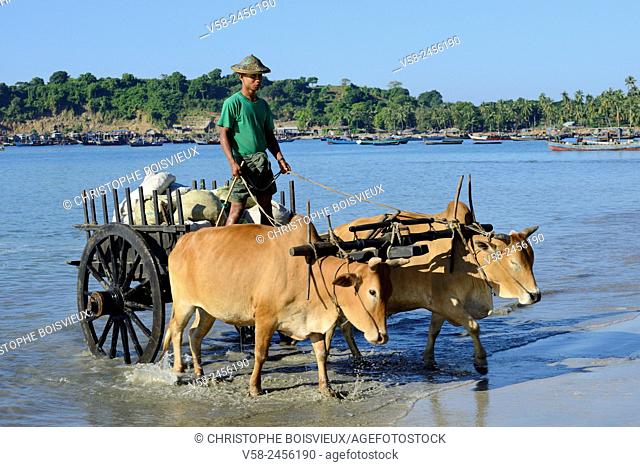 Myanmar, Rakhine State, Ngapali surroundings, Lon Tha beach, Ox cart carrying fresh fish
