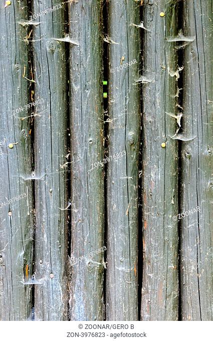 Holz mit Spinnweben, Wood with cobwebs