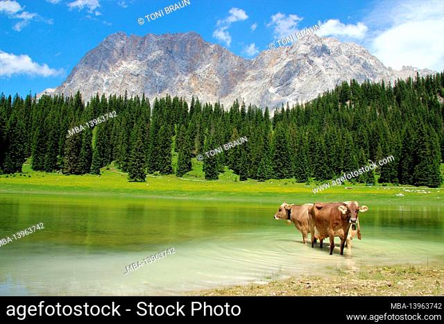 two cows with bells stand to cool off in the Igelsee in the Gaistal near Ehrwald. Austria, Tyrol, Leutasch, Leutaschtal, Gaistal, mountains, Alps
