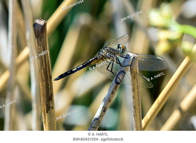four-spotted libellula, four-spotted chaser, four spot (Libellula quadrimaculata), at dry blade of reed, USA, Arizona, Papago Park