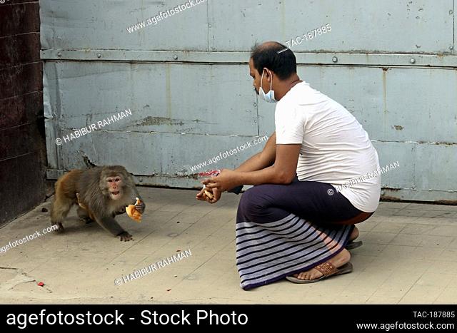 DHAKA, BANGLADESH - AUGUST 12: Japanese macaques are fed by a visitor, that walking on the streets of Gandaria amid Covid-19 pandemic