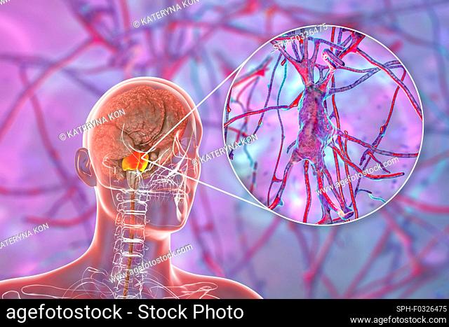 Human brain with highlighted pons and neurons, illustration