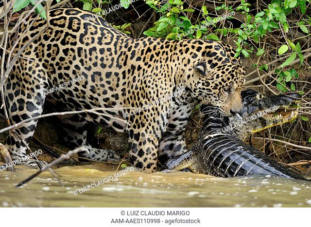 Jaguar (Panthera onca) hunting and killing Spectacled Caiman (Caiman yacare) in the Piquiri Riverand trying to climb a log fallen from the bank of the river
