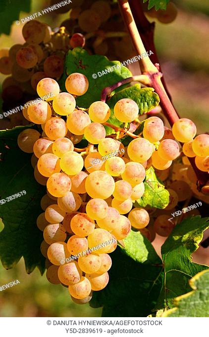 Europe, Switzerland, canton Vaud, La Côte, Nyon district, Mont-sur-Rolle, vineyards in autumn, Muscat Ottonel grapes