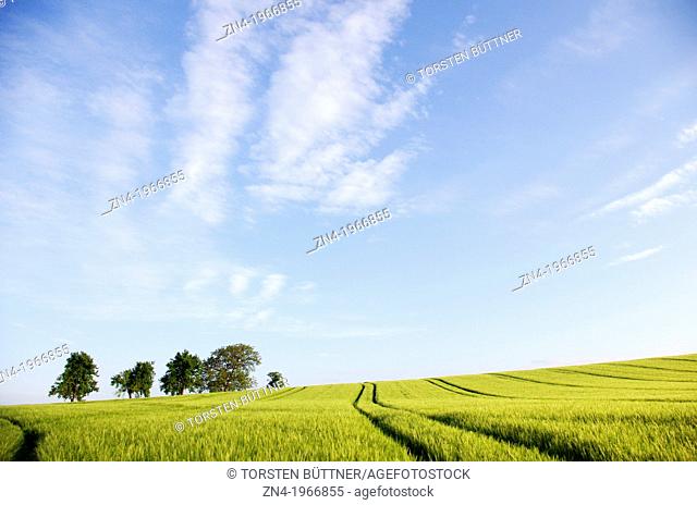 A Wheat Field with Machine Trails and Trees at Early Sunset. Bad Schallerbach. Austria