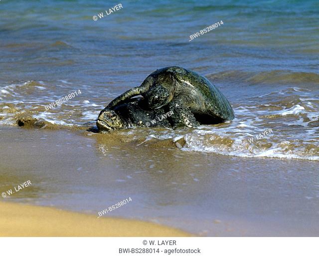 Galapagos green turtle, Galapagos rock turtle, Galapagos meat turtle, Pacific Green Turtle (Chelonia mydas agassisi), mating, Ecuador, Galapagos Islands