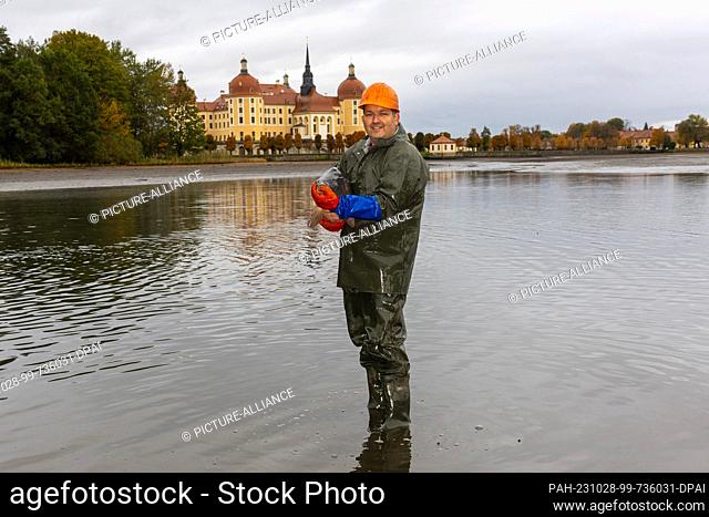 28 October 2023, Saxony, Moritzburg: Alexander Scheuch from Teichwirtschaft Moritzburg stands with a heavy mirror carp at the traditional fishing at the castle...