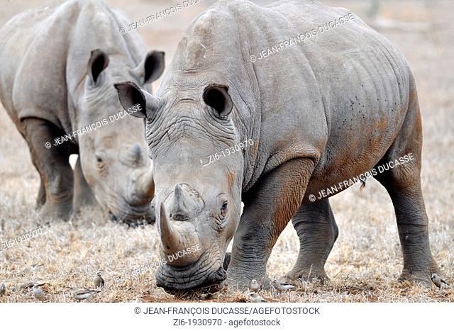 White rhinoceros, Ceratotherium simum, eating, Kruger National Park, South Africa