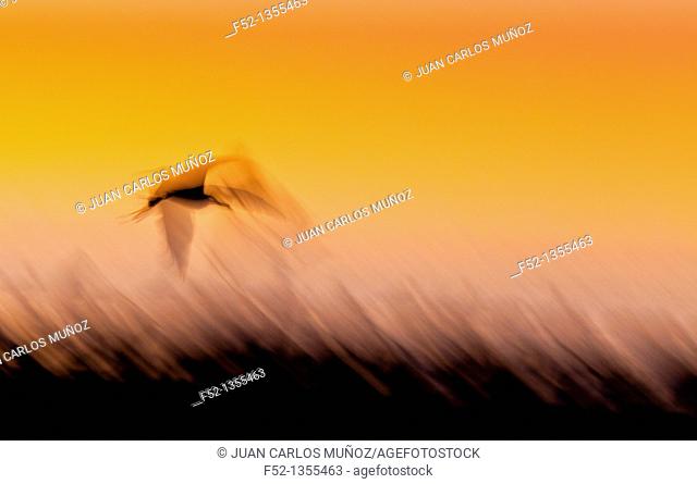 MAGNIFICIENT FRIGATEBIRD Fregata magnificens, Bird Island, Holbox Island, State Quntana Roo, Yucatan Peninsula, Mexico