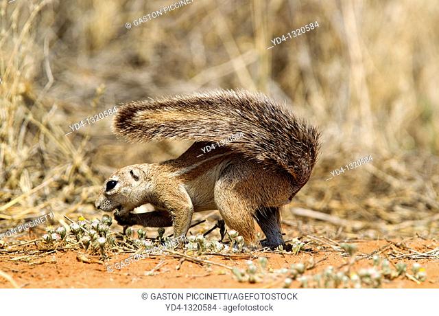 Ground Squirrel Xerus inauris, eating, Mabuasehube, Kgalagadi Transfrontier Park, Kalahari desert, Botswana