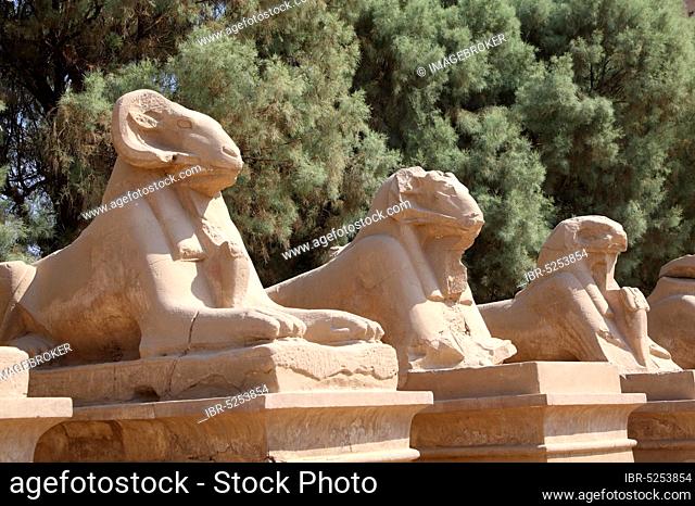 Luxor, Karnak, Karnak temple, Al-Karnak, Ram-headed Sphinx, Egypt, Africa