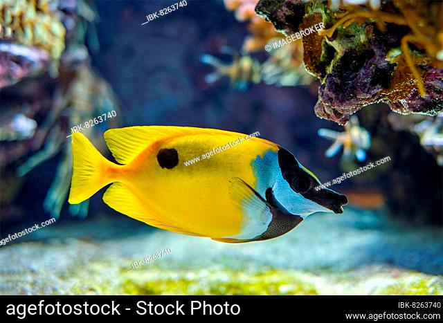 Foxface rabbitfish (Siganus vulpinus) fish also known as foxface or foxface lo underwater in sea with corals in background