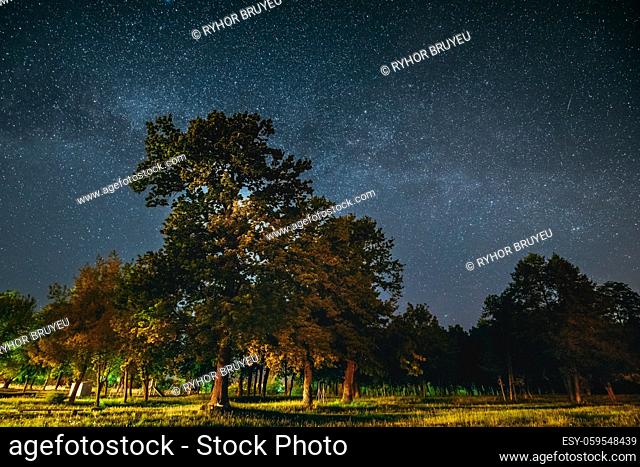 Green Trees Oak Woods In Park Under Night Starry Sky With Milky Way Galaxy. Night Landscape With Natural Real Glowing Stars Over Forest At Summer Season