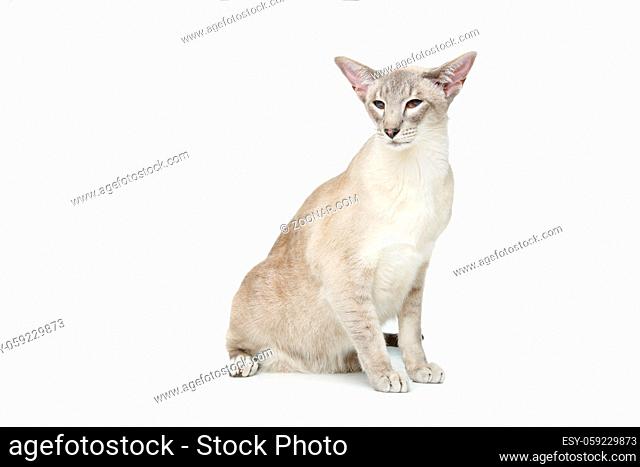 Beautiful oriental siam cat isolated on white background. Copy space
