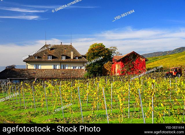 Europe, Switzerland, canton Vaud, Nyon district, La Côte wine region, La Côte Vaudoise , Organic wine estate - Chateau de Malessert in Perroy near Fechy