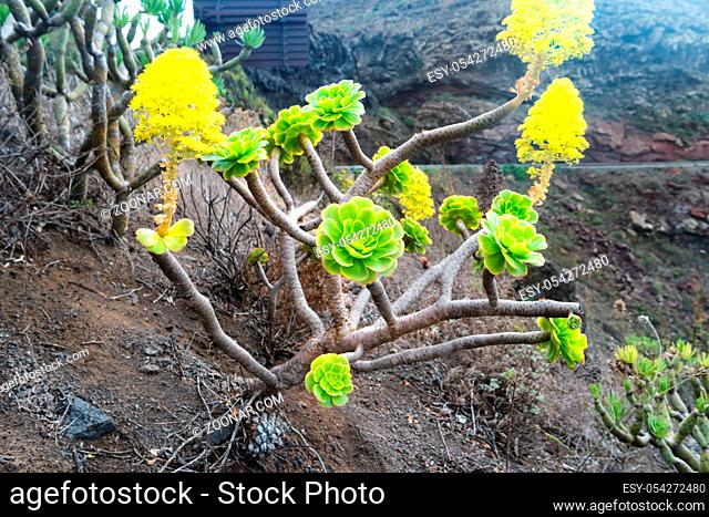 Green rosettes of succulent Aeonium arboreum endemic plant of Canary Islands. Tree aeonium or houseleek or Irish rose