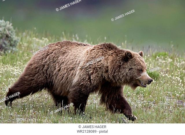 Grizzly Bear (Ursus arctos horribilis), Yellowstone National Park, Wyoming, United States of America, North America