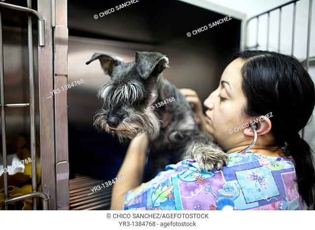 A veterinarian uses a stethoscope on a Schnauzer dog at a Pet Hospital in Condesa, Mexico City, Mexico, February 4, 2011