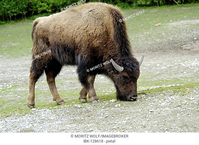 Grazing wood bison (Bison bison athabascae)