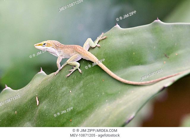 Green Anole - a tree-dwelling lizard. (Anolis carolinensis). South Texas