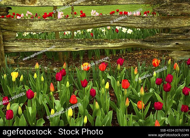 Colorful Tulips in Bloom in the Roozengaarde Garden in Skagit Valley in Washington