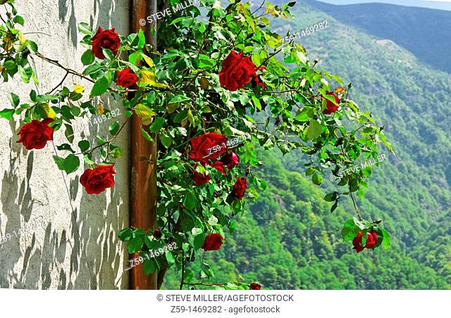 rambler rose blooming - village of indemini - canton of ticino - switzerland