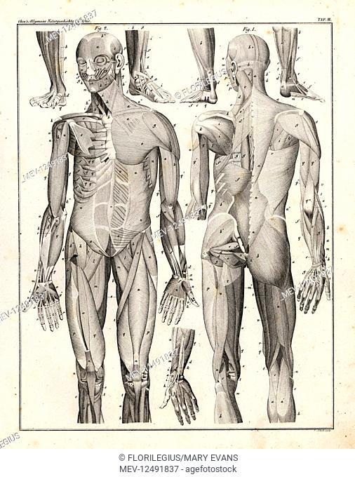 Anatomy of human musculature. Lithograph by C. Schach from Lorenz Oken's Universal Natural History, Allgemeine Naturgeschichte fur alle Stande, Stuttgart, 1839