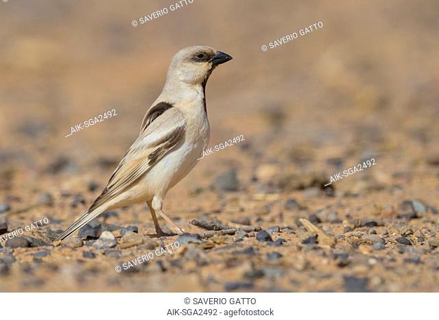 Desert Sparrow (Passer simplex saharae), adult male standing on the ground