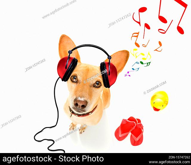 cool dj chihuahua podenco dog listening or singing to music with headphones and mp3 player,  isolated on white background