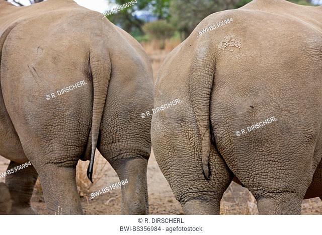 white rhinoceros, square-lipped rhinoceros, grass rhinoceros (Ceratotherium simum), two bottoms, Namibia